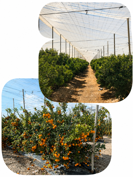 Campo de limones y mandarinas